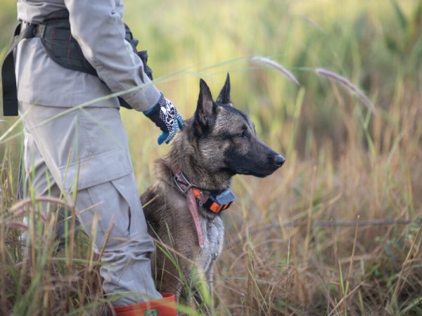 Minefield Survey HeroDOGs