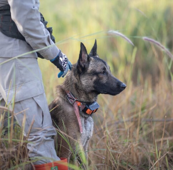 Minefield Survey HeroDOGs