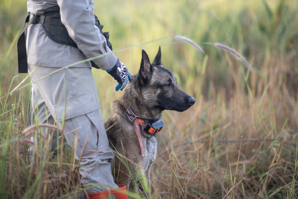 Minefield Survey HeroDOGs